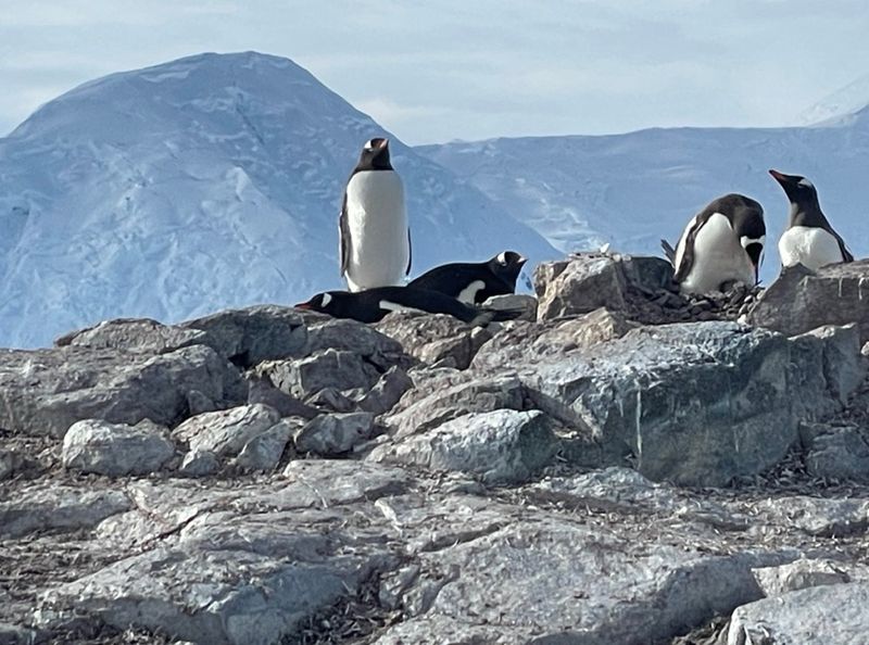 Gentoo penguins resting on rocks in Antarctica with snow-covered mountains behind them
